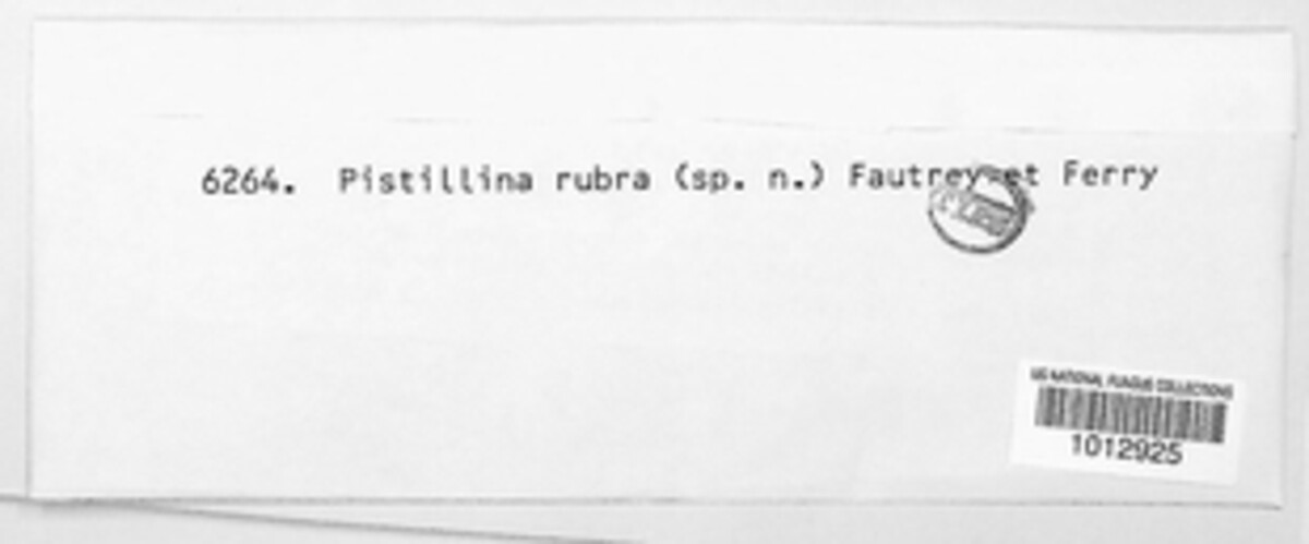 Pistillina image